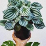 WhatsApp Image 2020-08-20 at 9.32.09 PM (1)