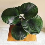 WhatsApp Image 2020-08-20 at 9.32.10 PM (1)