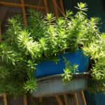 WhatsApp Image 2020-08-20 at 9.32.15 PM (1)