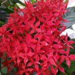 WhatsApp Image 2020-08-20 at 9.32.15 PM