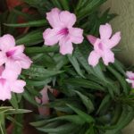 WhatsApp Image 2020-08-20 at 9.32.18 PM