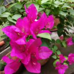 WhatsApp Image 2020-08-20 at 9.32.19 PM (1)