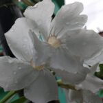 WhatsApp Image 2020-08-20 at 9.32.20 PM (1)