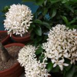 WhatsApp Image 2020-08-20 at 9.32.21 PM (1)