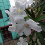 WhatsApp Image 2020-08-20 at 9.32.23 PM