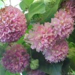 WhatsApp Image 2020-08-20 at 9.32.24 PM