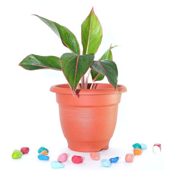 Aglaonema Lipstick Plant