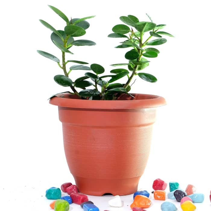 Baby rubber plant,Peperomia obtusifolia