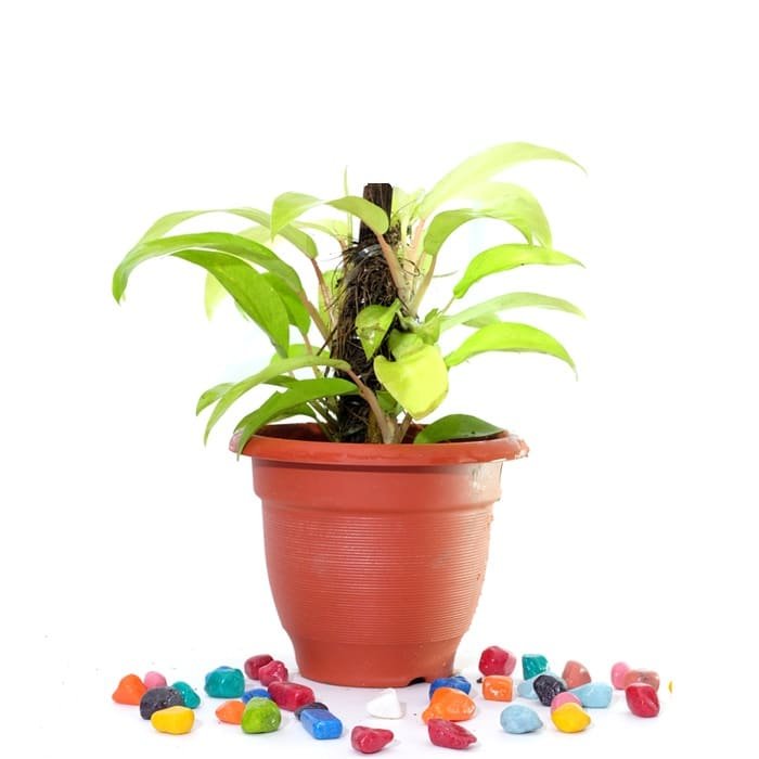 Philodendron Ceylon Golden - Plant