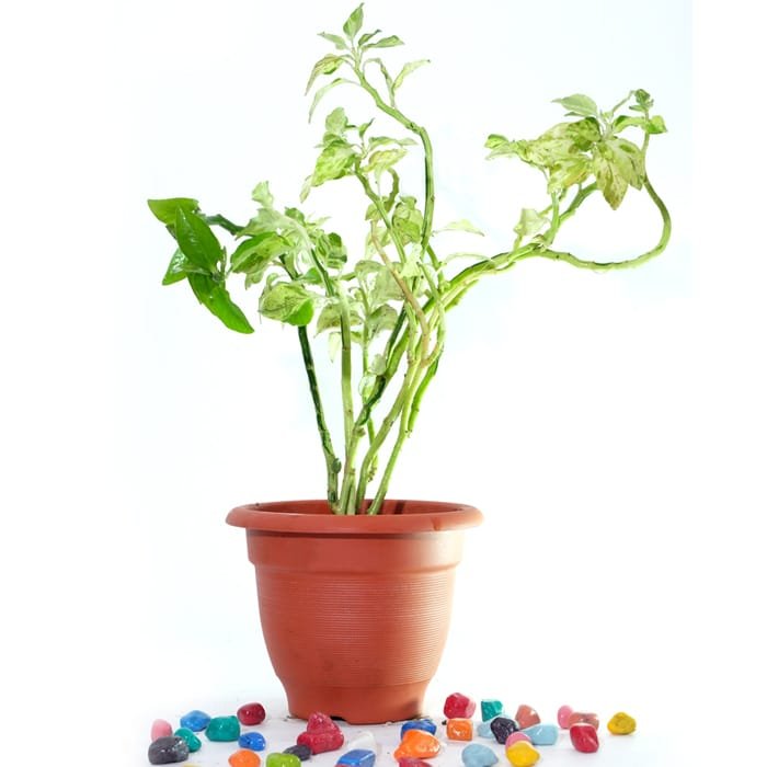 Euphorbia Tithymaloides Succulent Plant