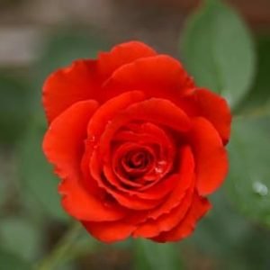 Red Rose Plant Classic Flowering Beauty