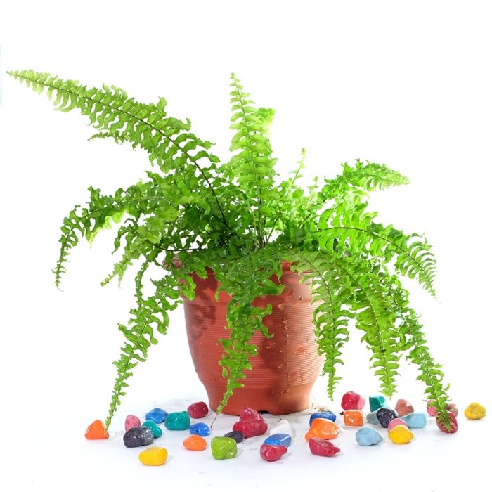 Boston Fern Nephrolepis exaltata