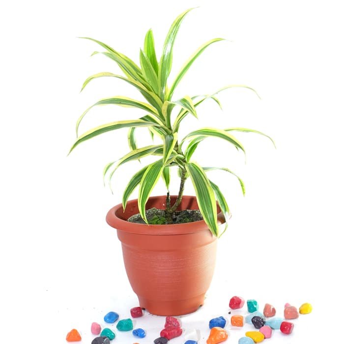 Pleomele, Song of India - Plant