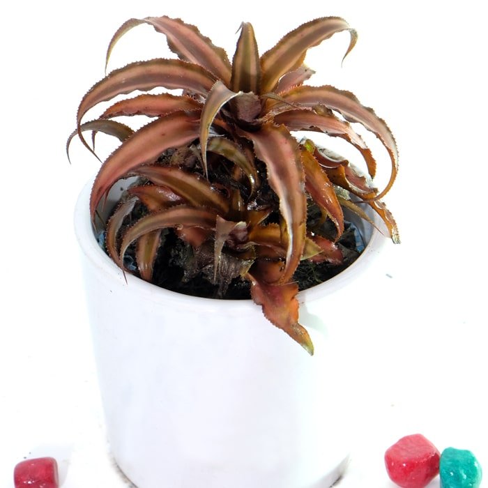 Cryptanthus Bivittatus Earth Star