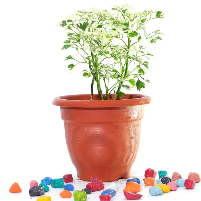 Arelia Miniature White - Plant