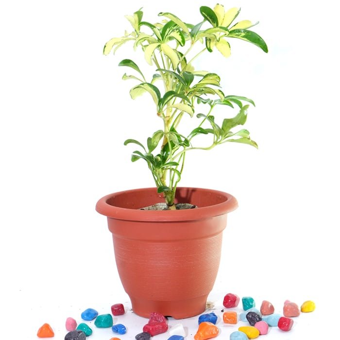 Ficus Starlight Ficus Benjamina