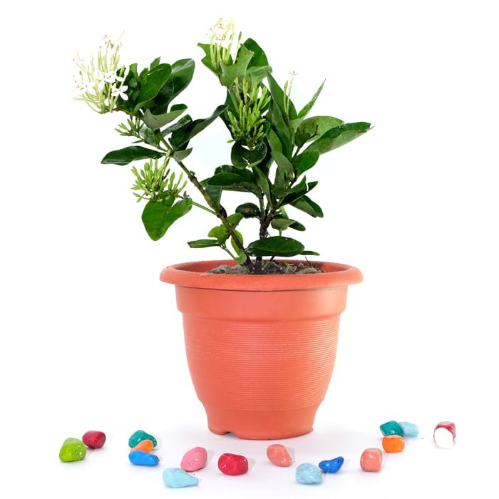 Ixora Mini dwarf white- Plant