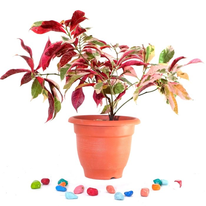 Chinese croton Excoecaria Bicolor