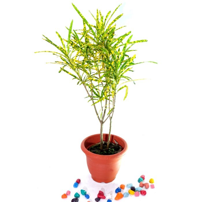 Croton Lemon Plant / Codiaeum variegatum (Gold Dust, Thin Leaves) - Plant