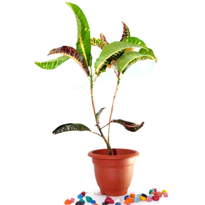 Croton Codiaeum Petra - Plant