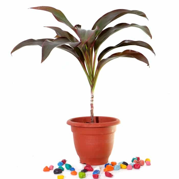 Dracaena Mahatma Plant