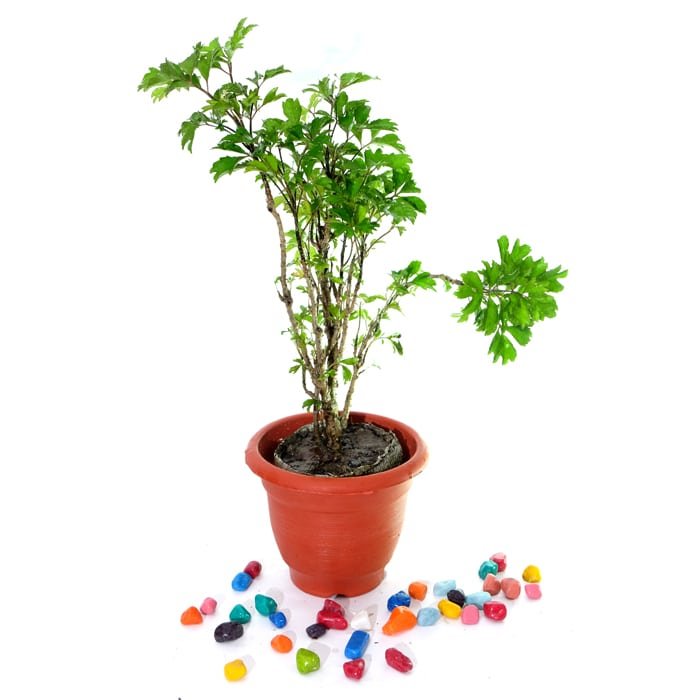 Arelia Green - Polyscias fruticosa Plant