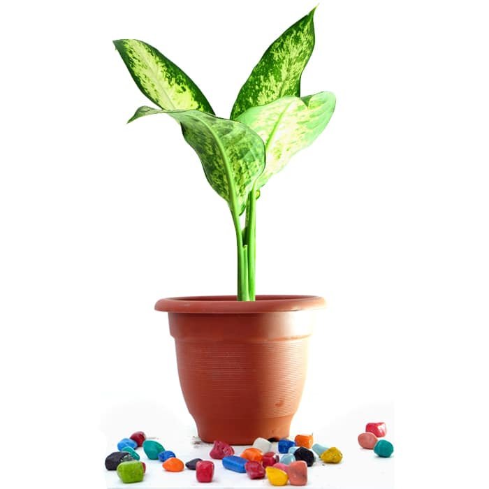 Dieffenbachia Amoena Tropic Snow - Plant
