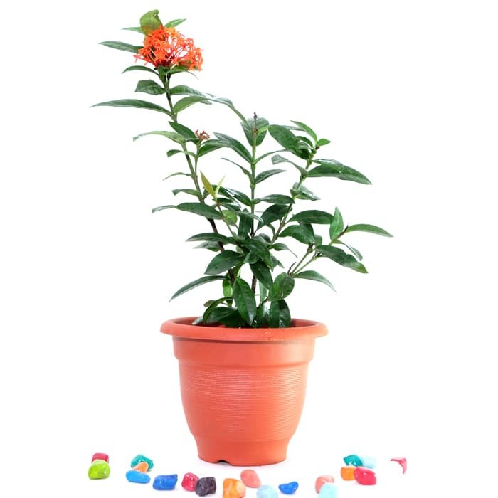 Ixora Mini dwarf (Red) - Plant