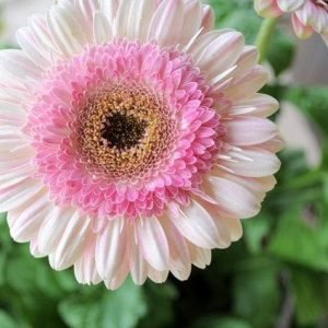 Bi-color GERBERA DAISY - Plant
