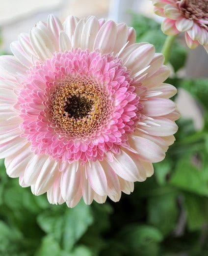 Bi-color GERBERA DAISY - Plant