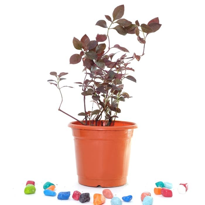 Eranthemum Atropurpureum Plant