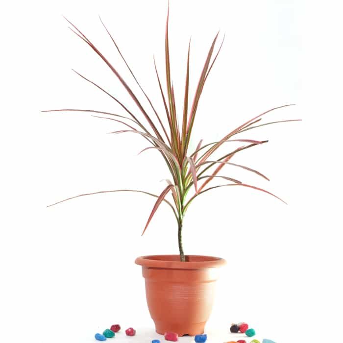 Dracaena Marginata Tricolor Plant