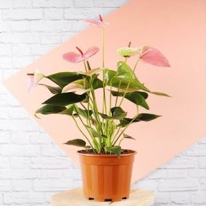 Anthurium Pink Plant nursery on click