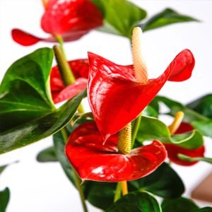 Anthurium Red  Plant Nursery On Click
