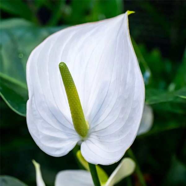 Anthurium white Plant Nursery On Click - Image 2