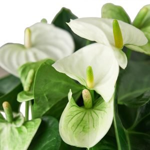 Anthurium white Plant Nursery On Click