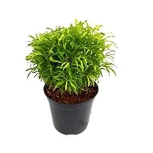Aralia Golden Ball