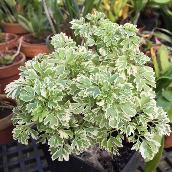 Arelia Miniature White - Plant - Image 2