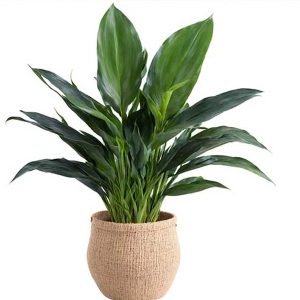 Aspidistra Elatior / Cast Iron - Plant