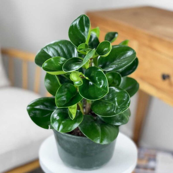Baby rubber plant,Peperomia obtusifolia - Image 2