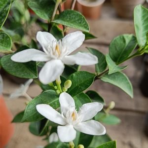 Bhutani Togor for sale nurseryonclick NOC