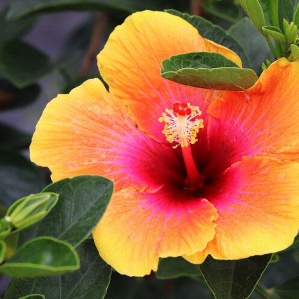 Bi-Color Hibiscus Plant - Image 2