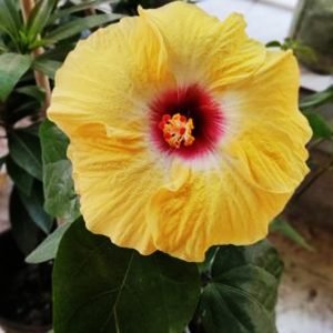 Bi-color Hibiscus Plant