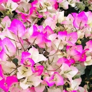 Bi colour Bougainvillea Plant