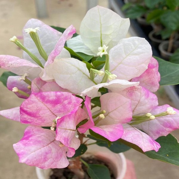 Bi colour Bougainvillea Plant - Image 2