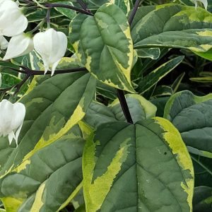 Bleeding Heart White