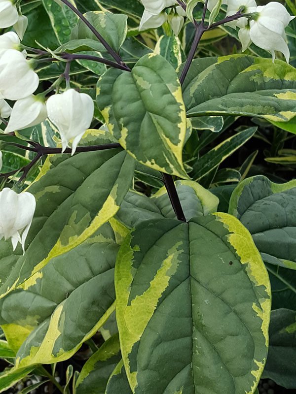 Bleeding Heart White