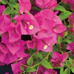 Bougainvillea Pink Plant