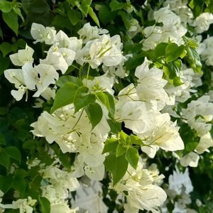 Bougainvillea White Plant