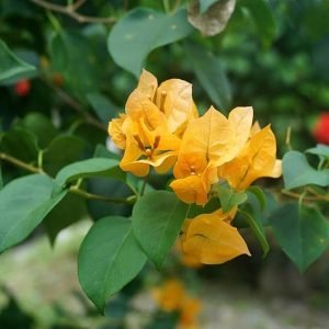 Bougainvillea Yellow Plant